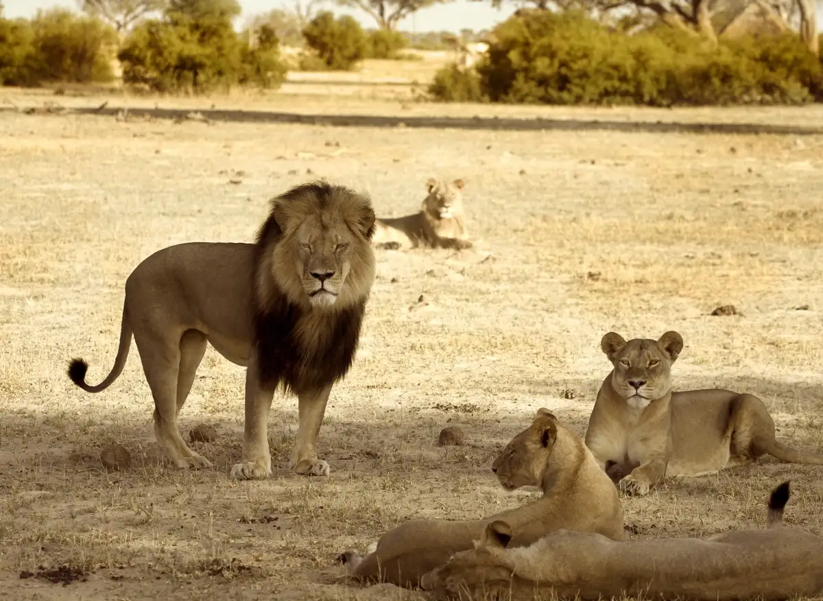 Cecil le lion emblématique et sa fierté dans le parc national de Hwange en novembre 2012.
