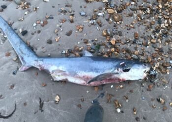 Un bébé requin mort qui s'est échoué sur une plage britannique a probablement été avorté par sa mère