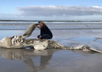 Les épaulards massacrent les grands requins blancs près du Cap.