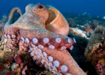 Les pieuvres peuvent être si terriblement intelligentes parce qu'elles partagent les gènes humains pour l'intelligence
