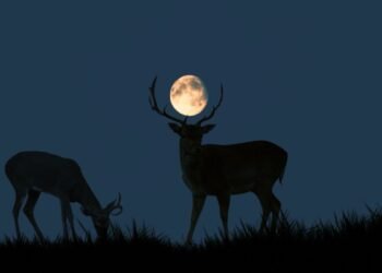 Regardez l'ascension complète de "Buck Supermoon" le 13 juillet