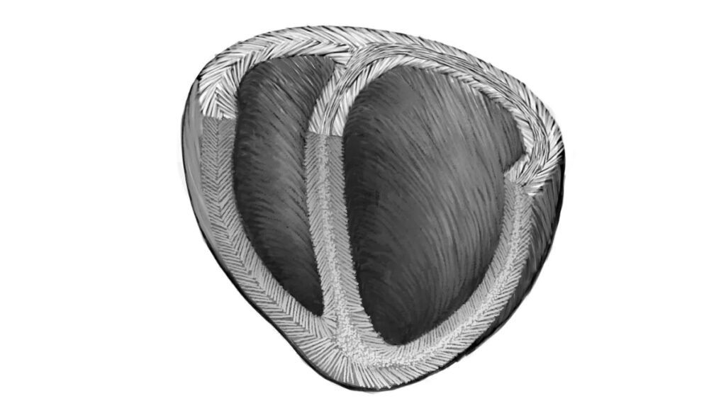 Des scientifiques développent un modèle de structure hélicoïdale cardiaque qui pourrait aider à créer un cœur artificiel – Thebuzzly