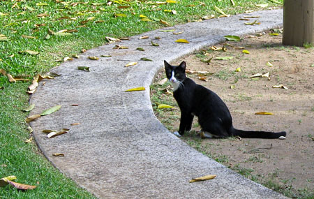 Dimanche avec des onglets le chat, mascotte de blog de maquillage et de beauté, vol.  719