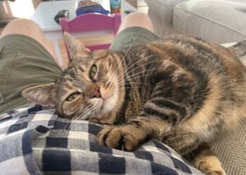 Dimanche avec des onglets le chat, mascotte de blog de maquillage et de beauté, vol.  719