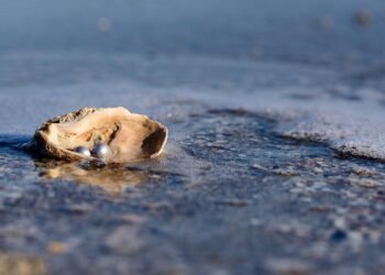 Comment les huîtres font-elles des perles ?