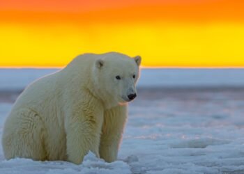 Le changement climatique oblige les ours polaires à manger des ordures