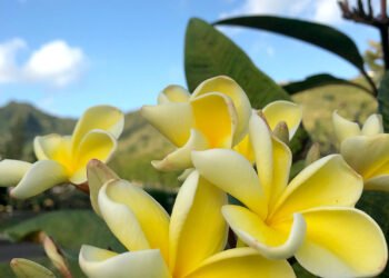 plumeria jaune