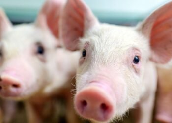 Éloignez-vous des hipsters, les scientifiques ont besoin de votre eau de coco pour inséminer artificiellement des cochons