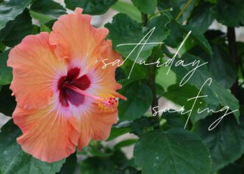 hibiscus orange et rouge surf du samedi 26 juin 2021