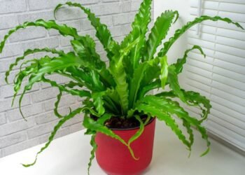 10 meilleures plantes d'intérieur pour votre salle de bain