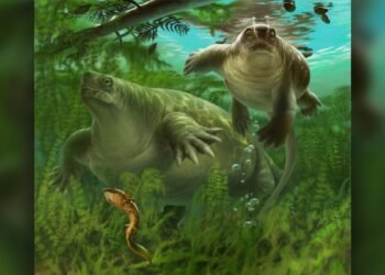 L'ancêtre des mammifères ressemblait à un lézard potelé avec une petite tête et avait un style de vie semblable à celui d'un hippopotame