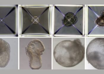 Premiers embryons de souris synthétiques - avec des cœurs et des cerveaux battants - créés sans spermatozoïdes, ovules ou utérus