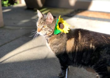 Dimanche avec des onglets le chat, mascotte de blog de maquillage et de beauté, Vol.  722