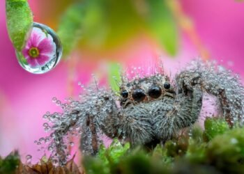 Faites de beaux rêves, espiègle : les arachnides vivent un sommeil paradoxal et peuvent même rêver
