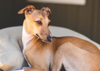 1er cas suspect de transmission de monkeypox homme-chien signalé en France