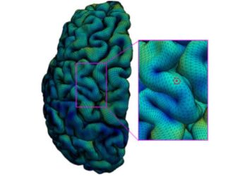 Cartographie du cortex cérébral du développement du cerveau humain à l'aide de données d'IRM de haute qualité