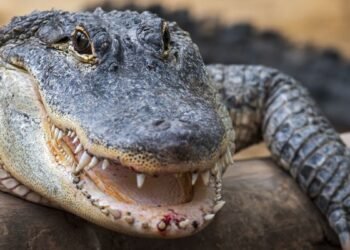 Regardez un alligator cannibale ronger un autre alligator dans une vidéo à couper le souffle