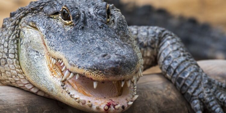 Regardez un alligator cannibale ronger un autre alligator dans une vidéo à couper le souffle – Thebuzzly