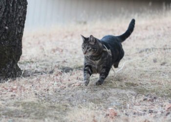 Dimanche avec des onglets le chat, mascotte de blog de maquillage et de beauté, vol.  725