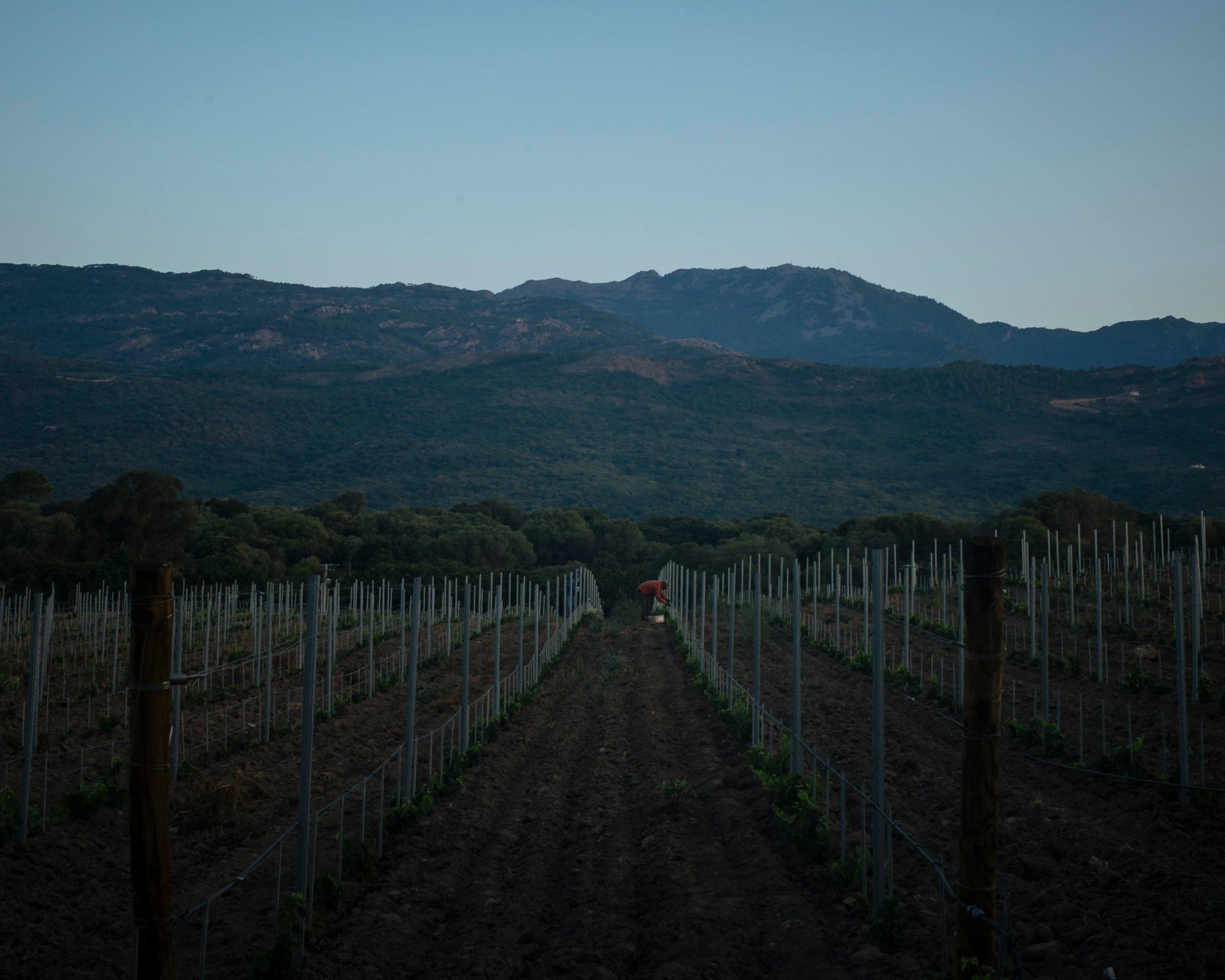 Morad, 38 ans, travaille dans les vignes du domaine Peretti della Rocca, à Figari (Corse-du-Sud), le 27 juillet 2022.