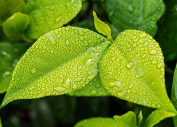 Research Suggests Stomata Doesn’t Control Loss of Water From Plant Leaves