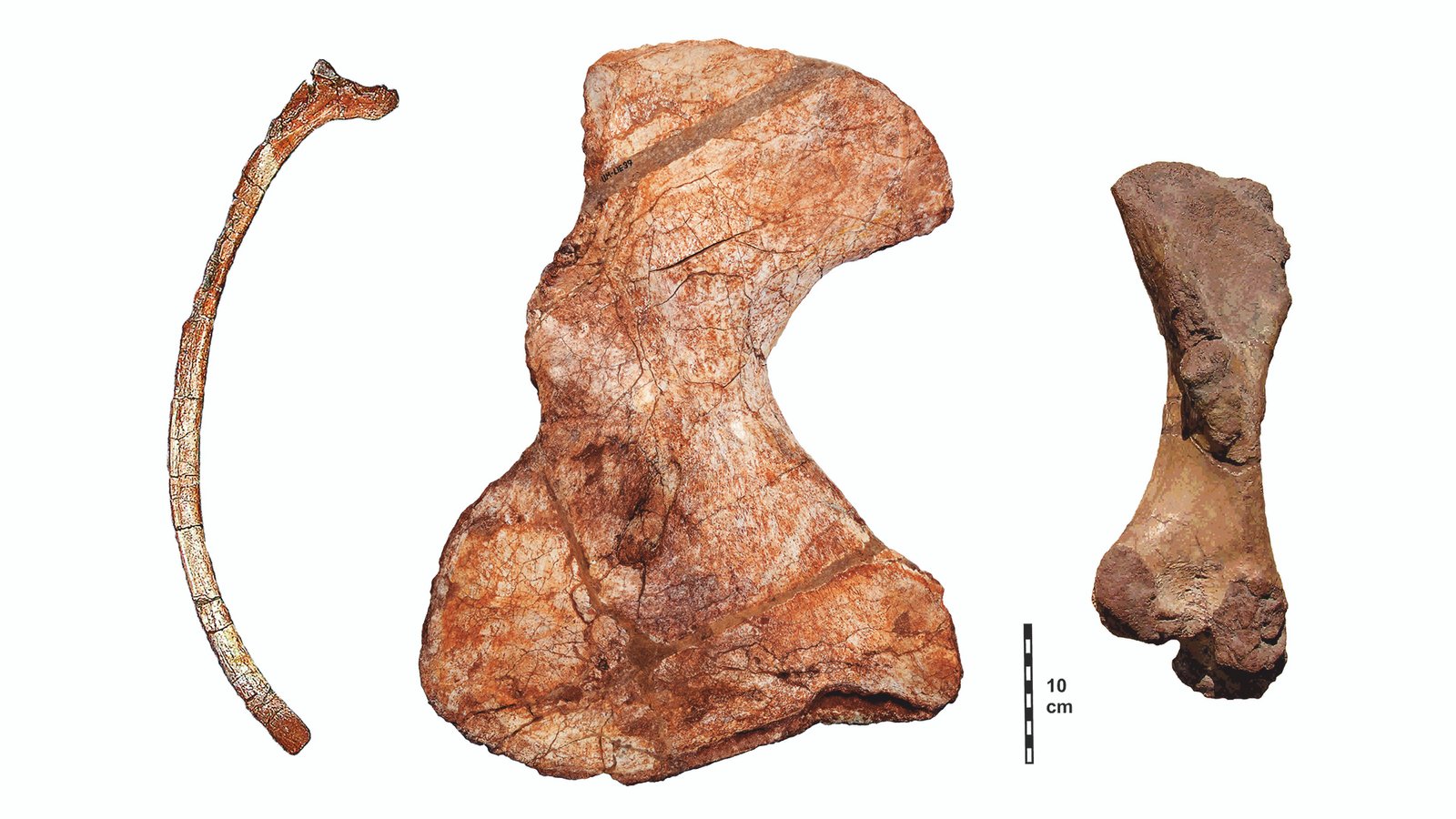 Côte fossile, omoplate et fémur de Lalieudorhynchus.