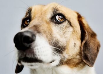 Les chiens peuvent-ils attraper la variole du singe ?  Ce qu'il faut savoir sur le risque de votre animal de compagnie.