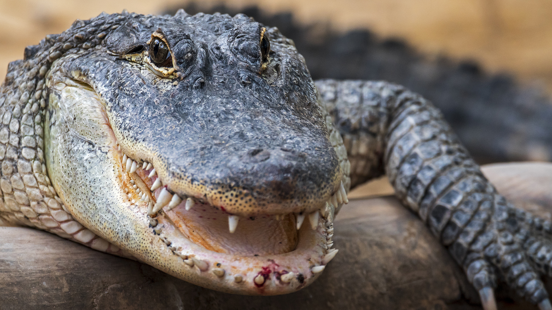 Regardez un alligator cannibale ronger un autre alligator dans une vidéo à couper le souffle