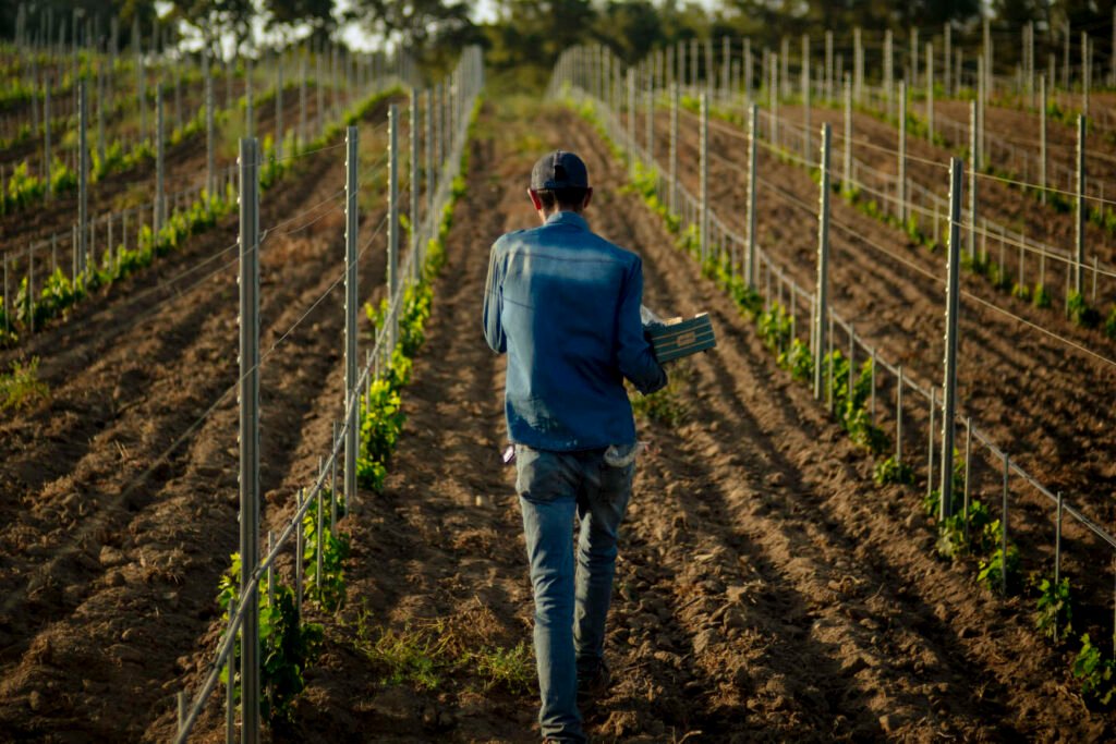 A Figari, en Corse, des ouvriers marocains font vivre la vigne – Thebuzzly