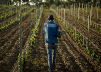 A Figari, en Corse, des ouvriers marocains font vivre la vigne