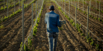 A Figari, en Corse, des ouvriers marocains font vivre la vigne