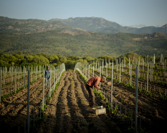 Morad, 38 ans, travaille dans les vignes du domaine Peretti Della Rocca à Figari, le 27 juillet 2022, en Corse-du-Sud.