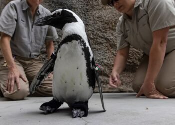 Ce petit pingouin peut à nouveau se dandiner facilement grâce à ses bottes sur mesure