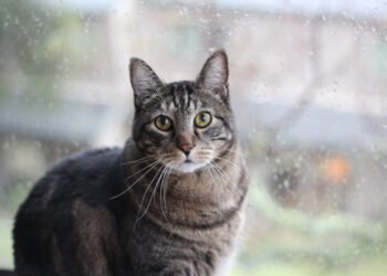 Dimanche avec des onglets le chat, mascotte de blog de maquillage et de beauté, Vol.  728