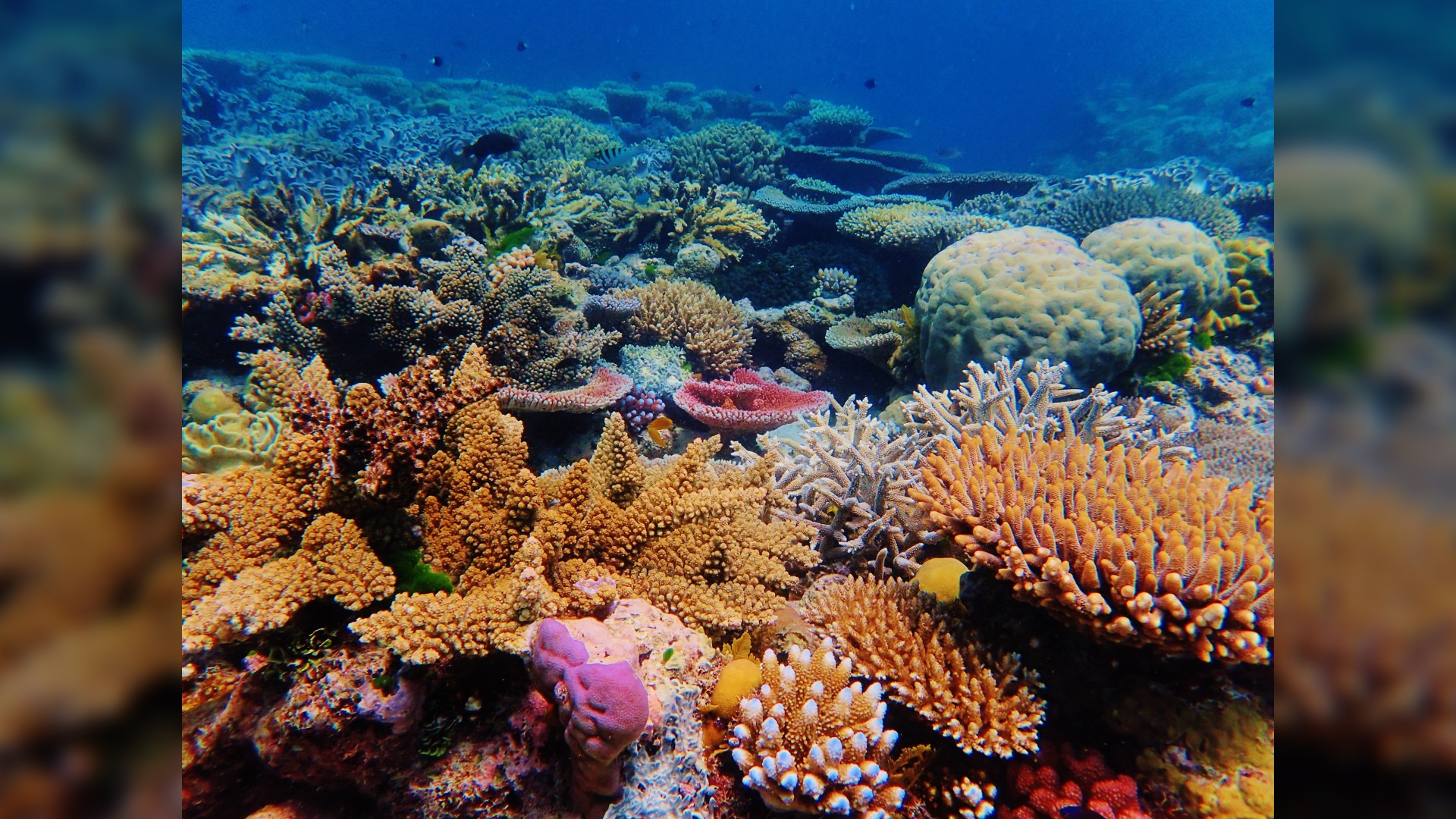 Ribbon Reef No 9, Grande Barrière de Corail, Australie.