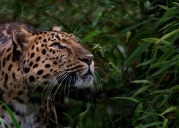 Quels animaux pourraient disparaître d'ici 2050 ?