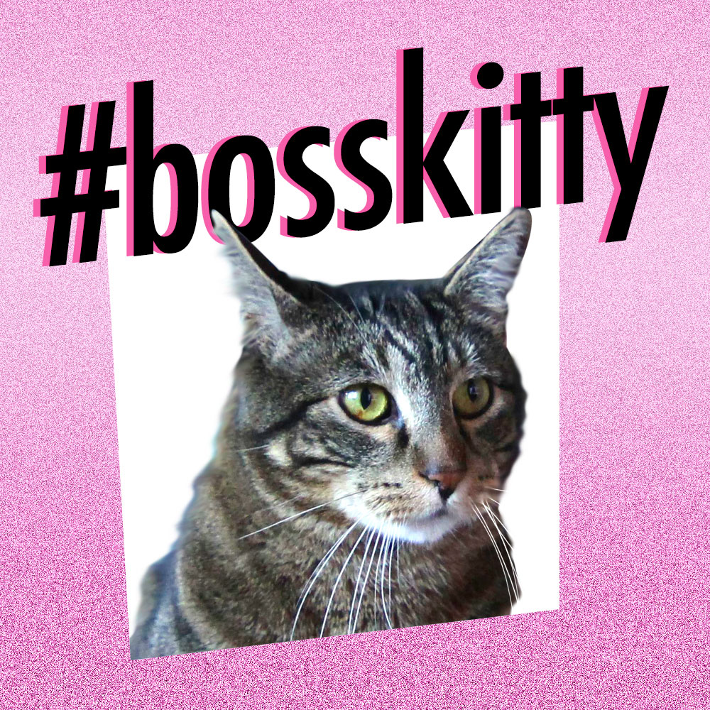 Dimanche avec des onglets le chat, mascotte de blog de maquillage et de beauté, vol.  729