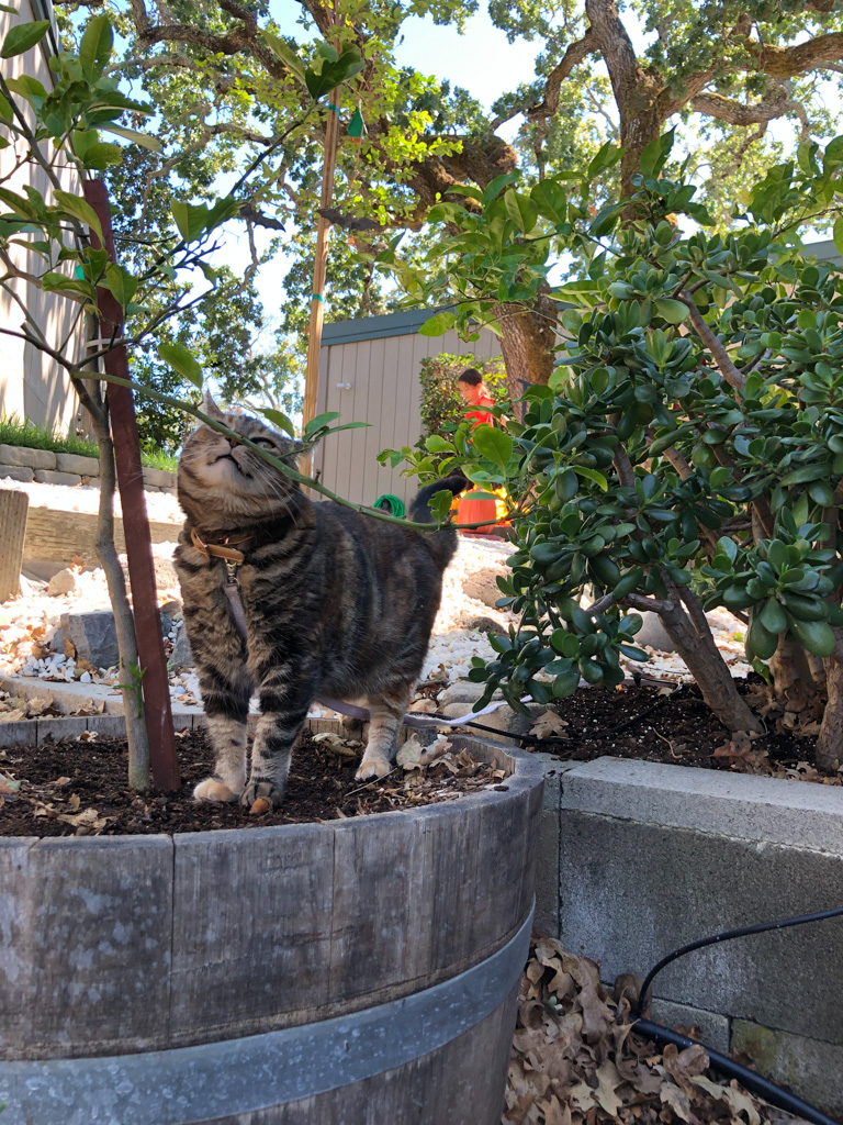 Dimanche avec des onglets le chat, mascotte de blog de maquillage et de beauté, vol.  729
