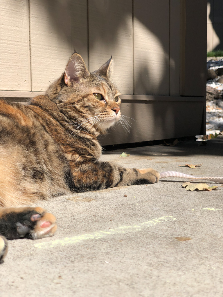 Dimanche avec des onglets le chat, mascotte de blog de maquillage et de beauté, vol.  729