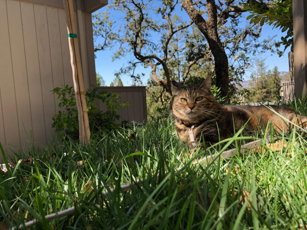 Dimanche avec des onglets le chat, mascotte de blog de maquillage et de beauté, vol.  729