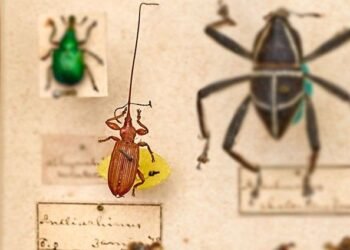 Quel animal a la plus grosse tête ?