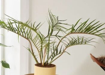 L'image peut contenir : plante