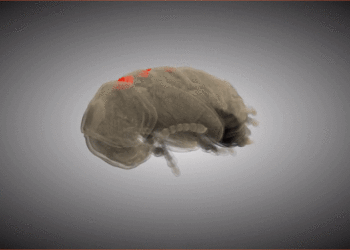 Des scans 3D révèlent que les coléoptères ont des poches secrètes sur le dos