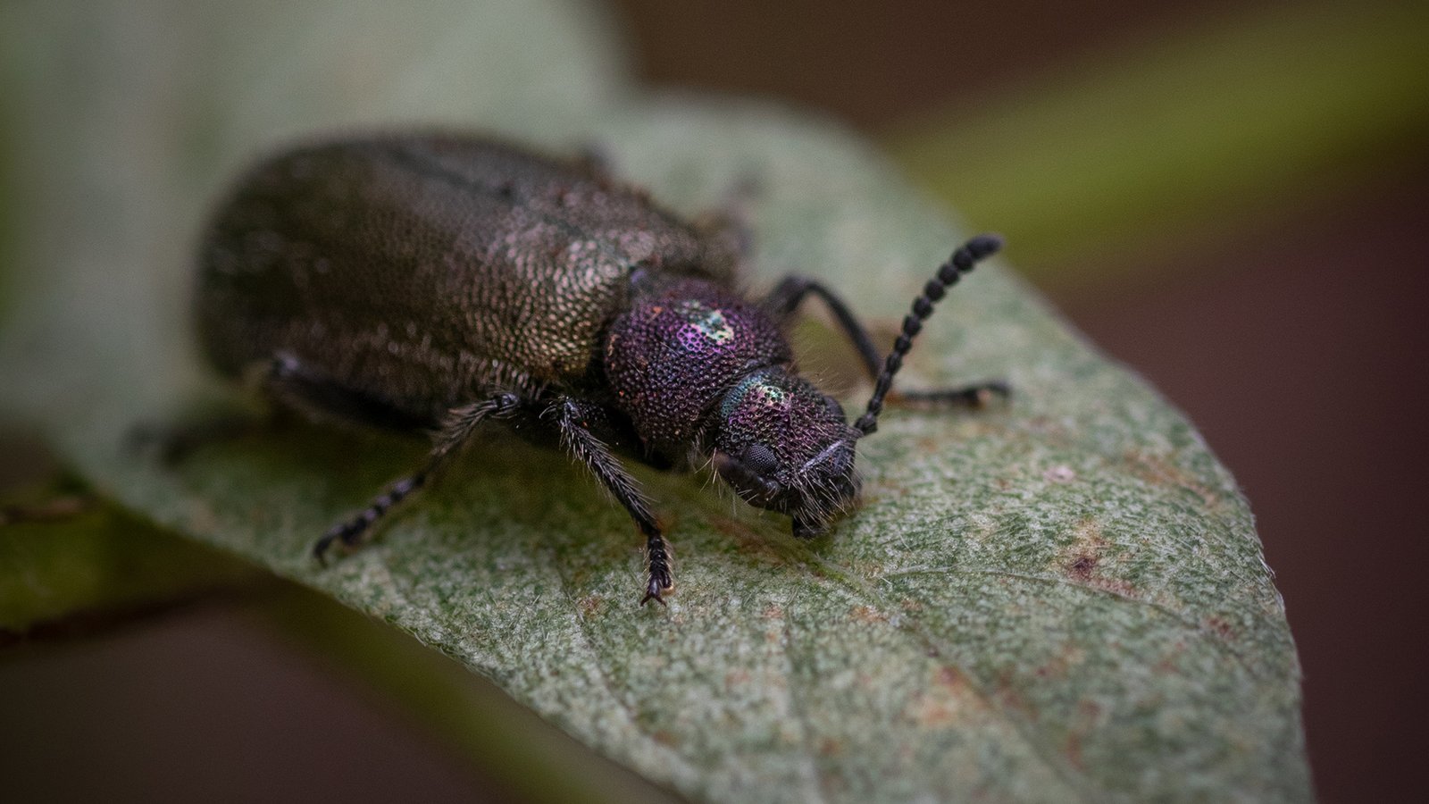 Seuls les coléoptères Lagria adultes portent les bactéries symbiotiques, qui se déposent sur les œufs des coléoptères.