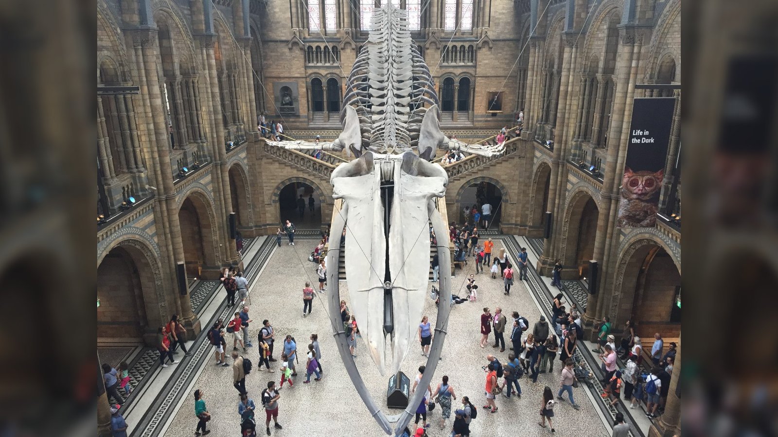 Squelette de rorqual bleu au Muséum d'histoire naturelle (2018)