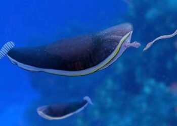 Un ancien «poisson rouge extraterrestre» a tiré une «langue» pleine de dents hors de son intestin pour attraper une proie