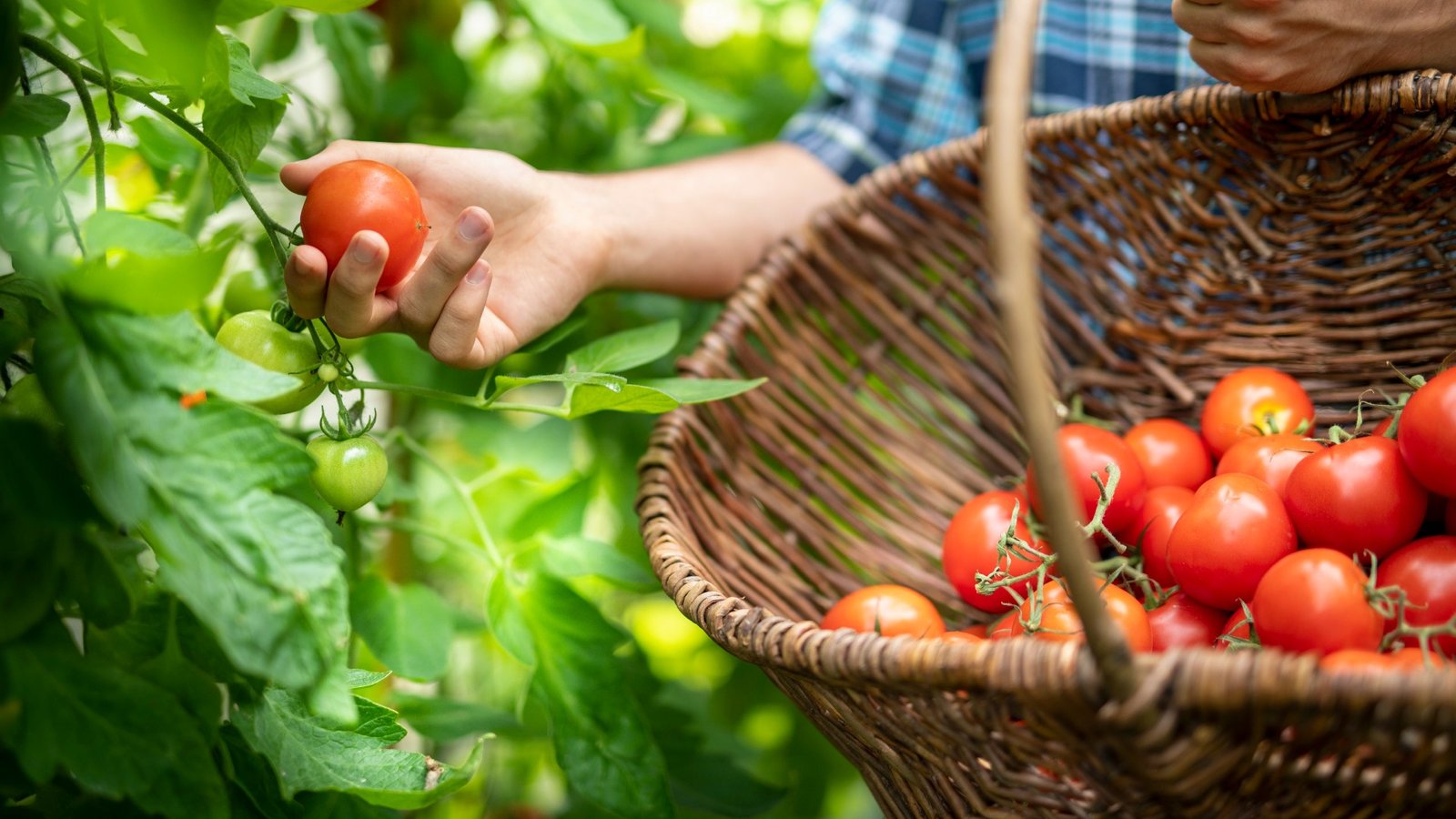 Homme cueillant des tomates