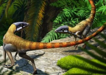 La minuscule créature du Trias donne un nouvel aperçu de l'évolution d'autres reptiles anciens