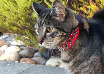 Dimanche avec des onglets le chat, mascotte de blog de maquillage et de beauté, vol.  732