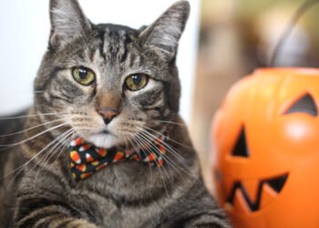 Dimanche avec des onglets le chat, mascotte de blog de maquillage et de beauté, Vol.  733